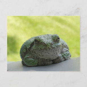 Carte postale de grenouille arborescente