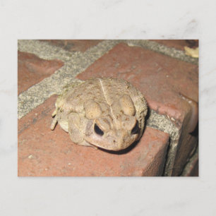 Carte postale de grenouille de crapaud