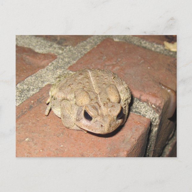 Carte postale de grenouille de crapaud (Devant)