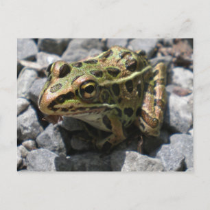 Carte postale de grenouille léopard