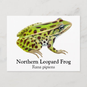 Carte postale de grenouille léopard du Nord