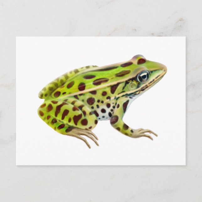 Carte postale de grenouille léopard du Nord (Devant)