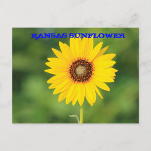 Carte postale de gros plan de tournesol sauvage du