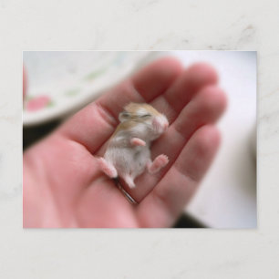 Carte postale de hamster de Roborovski de bébé