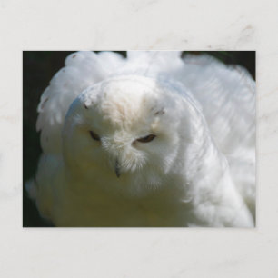 Carte postale de Harfang des neiges