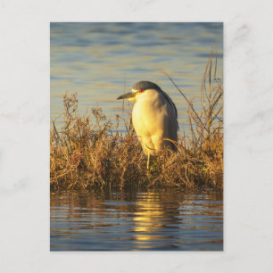 Carte postale de Héron nocturne Faune du marais