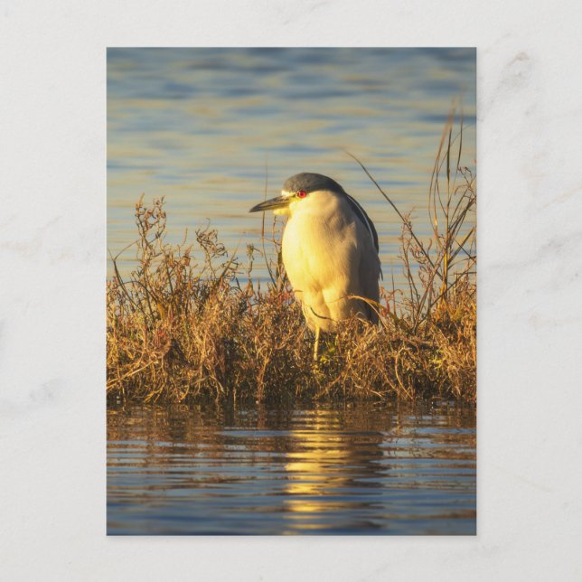 Carte postale de Héron nocturne | Faune du marais  (Devant)