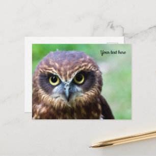 Carte postale de hibou
