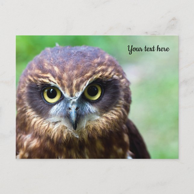 Carte postale de hibou (Devant)