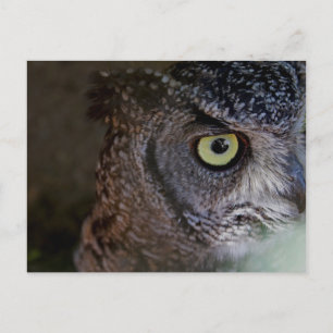 Carte postale de hibou