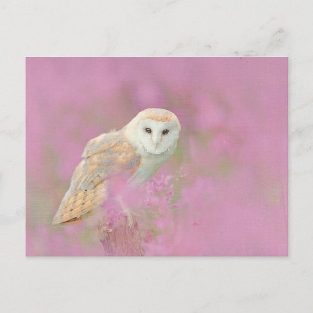 Carte postale de hibou (Devant)