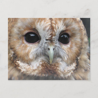 Carte postale de hibou tawny