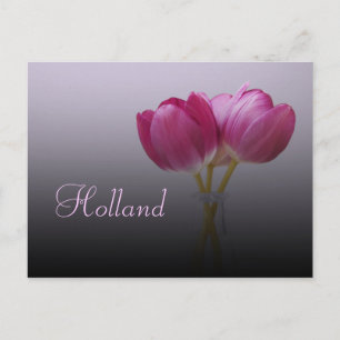 Carte postale de Hollande, tulipes de printemps