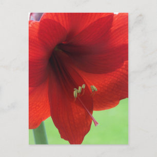 Carte postale de jardin de fleurs d'amaryllis roug