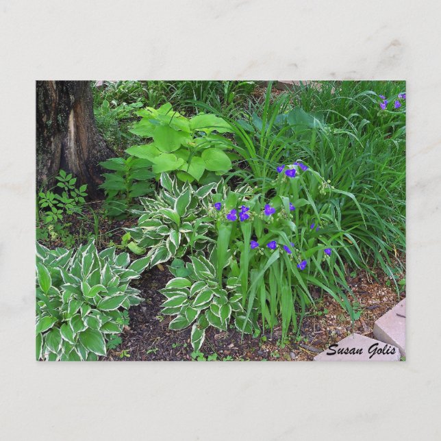 Carte postale de jardin d'hostas avec fleurs viole (Devant)