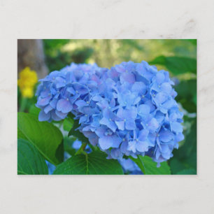 Carte postale de jardin floral d'été Hydrangea ble