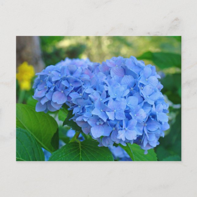 Carte postale de jardin floral d'été Hydrangea ble (Devant)