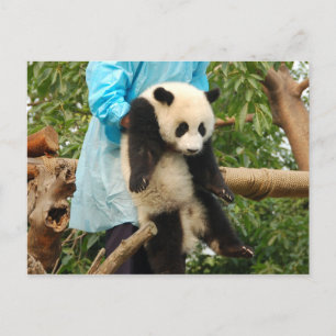 Carte postale de jeune panda géant