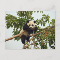 Carte postale de jeune panda géant