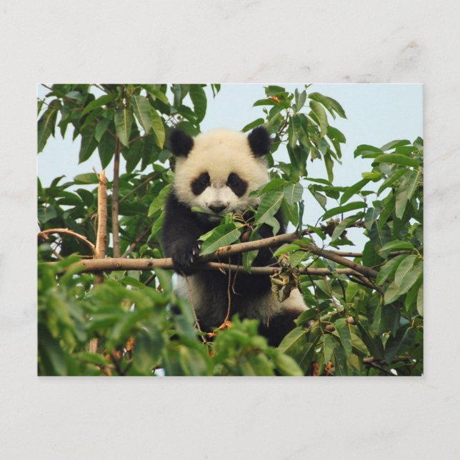Carte postale de jeune panda géant (Devant)