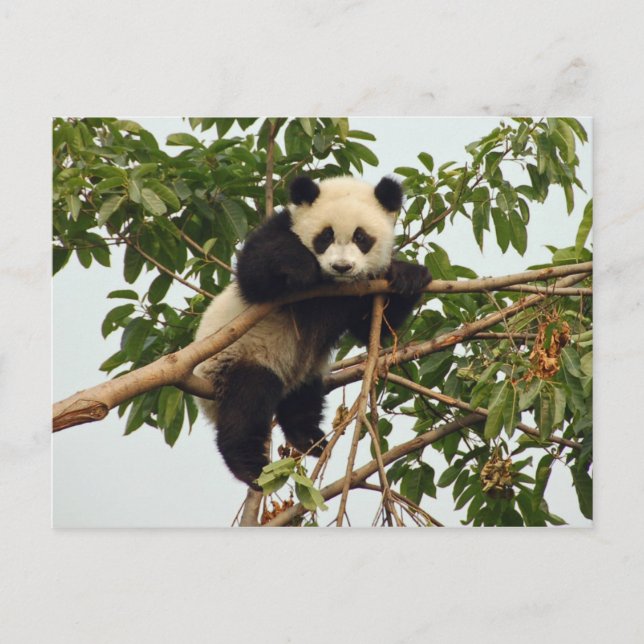 Carte postale de jeune panda géant (Devant)