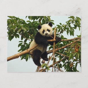 Carte postale de jeune panda géant
