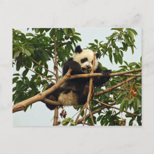 Carte postale de jeune panda géant