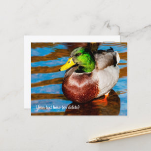 Carte postale de joli canard colvert