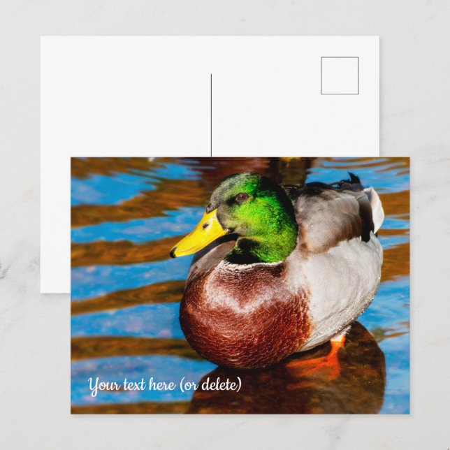 Carte postale de joli canard colvert (Devant / Derrière)