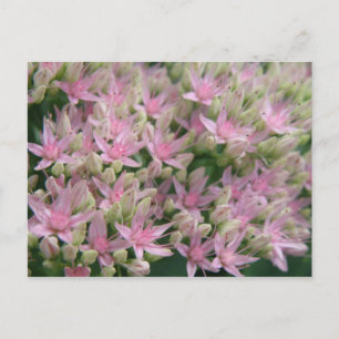 Carte postale de jolies fleurs tropicales roses
