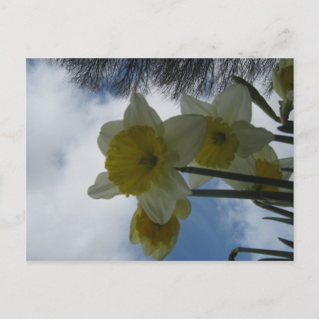 Carte postale de jonquilles de ressort (Devant)