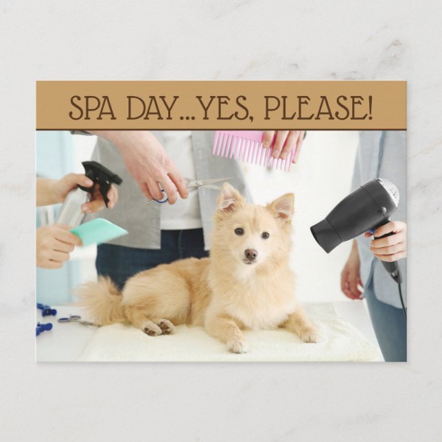 Carte postale de journée au spa de toilettage pour (Devant)