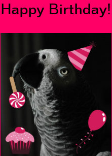 Cartes Postales Anniversaire Perroquet Originales Zazzle Fr Cartes Postales Anniversaire Perroquet Originales Zazzle Fr
