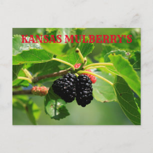 Carte postale de Kansas Mulberry