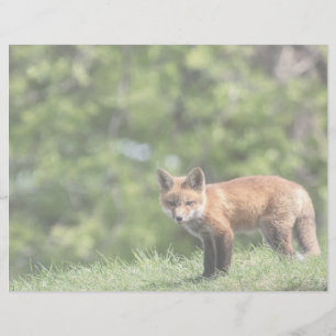 Carte postale de kit de Fox rouge