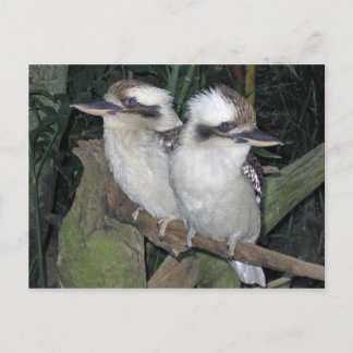 Carte postale de Kookaburras