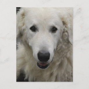 Carte postale de Kuvasz Dog Breed