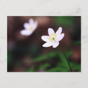 Carte postale de la belle fleur d'anémone des bois