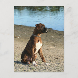 Carte postale de la boîte à broches