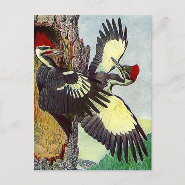 CARTE POSTALE DE LA CAVITÉ DES NID D'ARBRE EN BOIS (Devant)