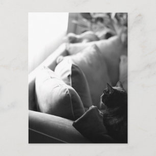 Carte postale de la chambre des chats