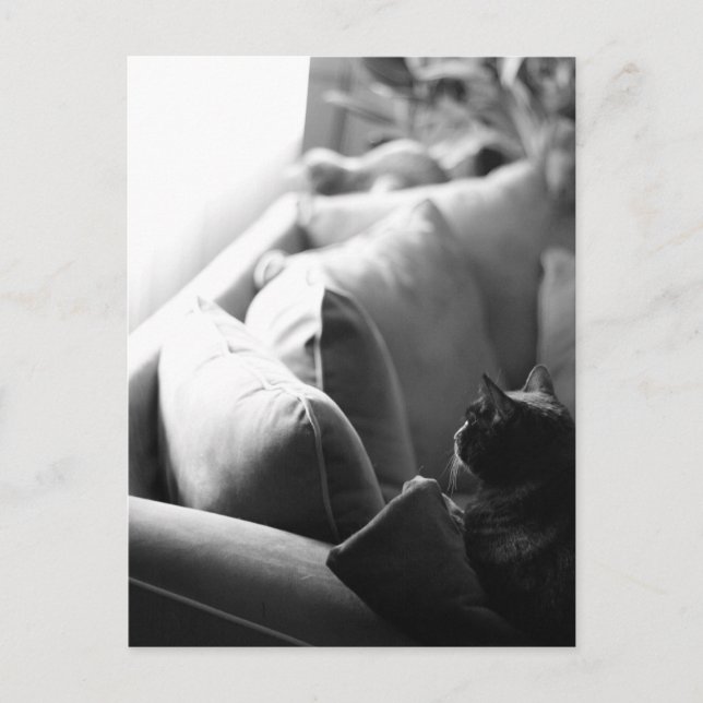 Carte postale de la chambre des chats (Devant)