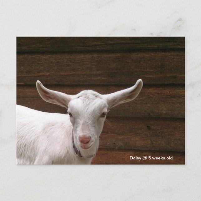 Carte postale de la chèvre d'enfant Daisy (Devant)