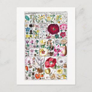 CARTE POSTALE DE LA COLLECTION BOTANIQUE VINTAGE