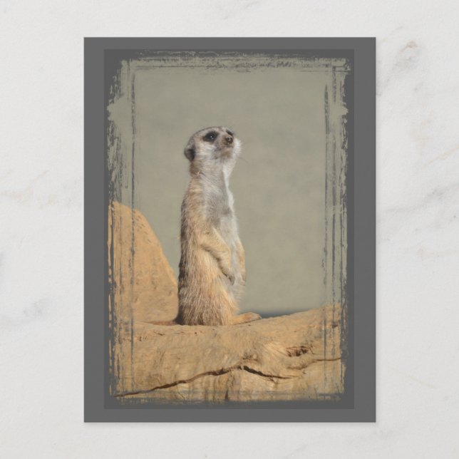 Carte postale de la collection Meerkat (Devant)