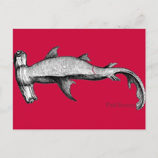 Carte Postale De la collection Sharks (Devant)