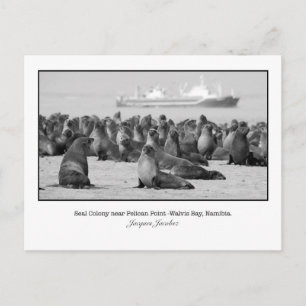Carte postale de la colonie de phoques