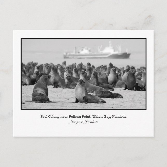 Carte postale de la colonie de phoques (Devant)