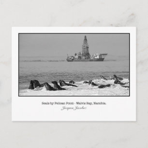 Carte postale de la colonie de phoques