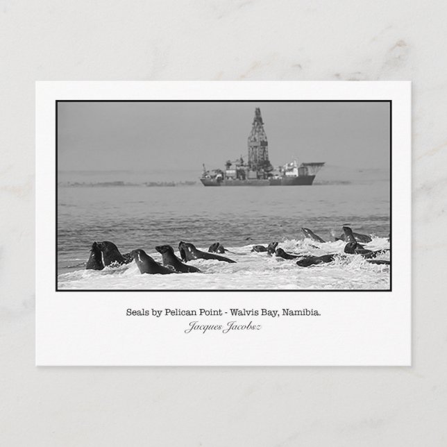 Carte postale de la colonie de phoques (Devant)